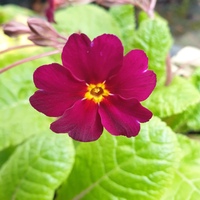Primula 'Old Port'